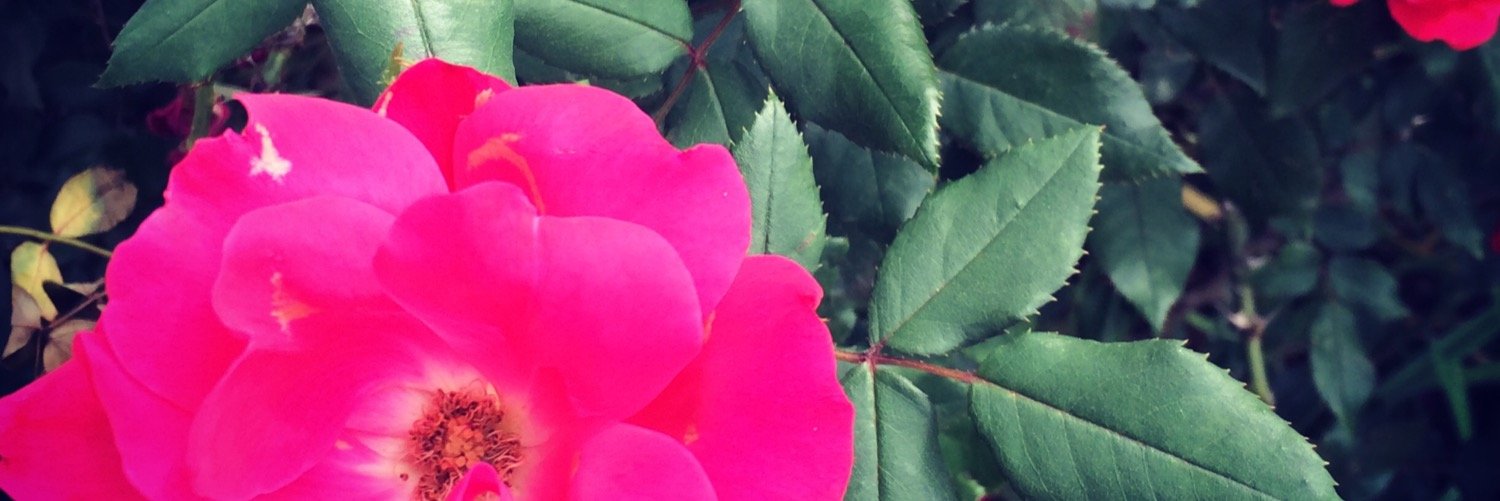 ashmck27's profile banner image