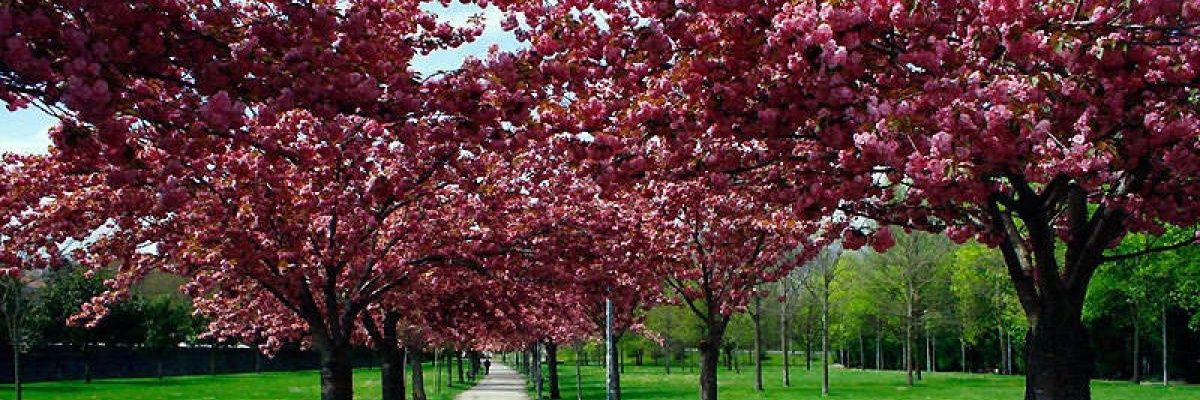 ibanez_ane's profile banner image