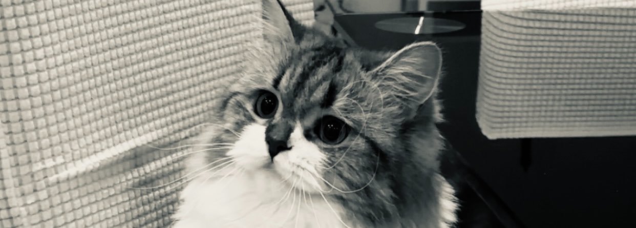 nouxrah's profile banner image