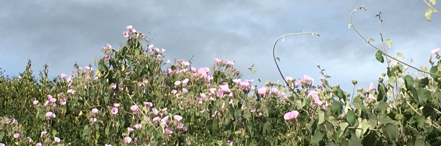 bellarono's profile banner image