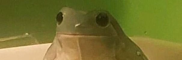 knight_frog's profile banner image