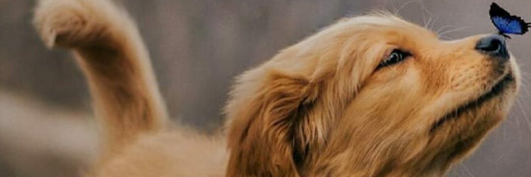 dlancelik's profile banner image