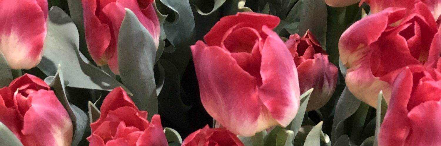 Wendy Warren banner