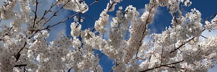 Jessica Plaha banner