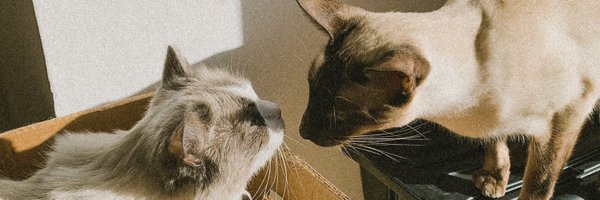 Stephhxwe Profile Banner
