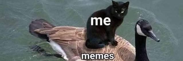 🍉Yoni Mitchell🍉 banner