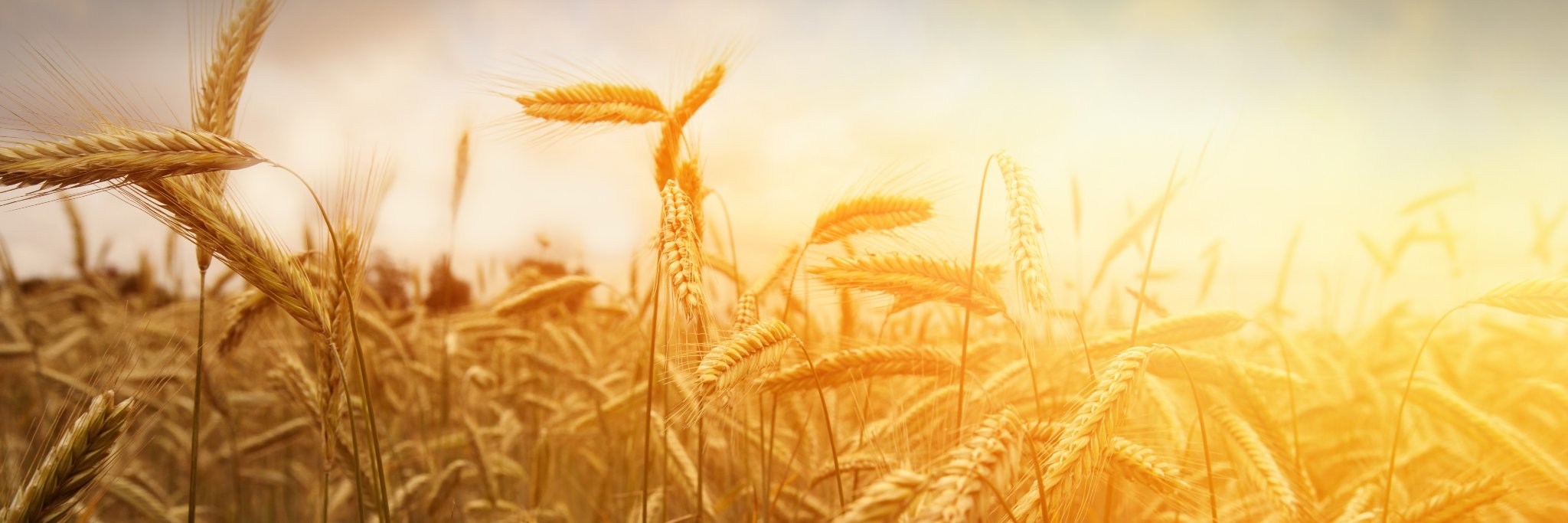 CheneyFCU's profile banner image