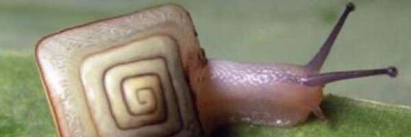 HOSHIIMEEEW Profile Banner