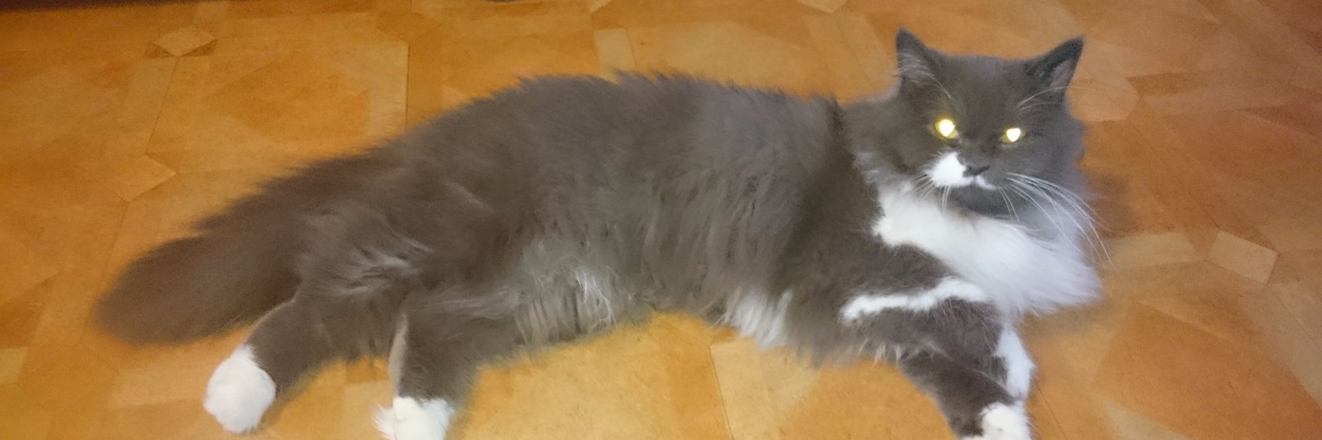 SwedishGrrrl's profile banner image