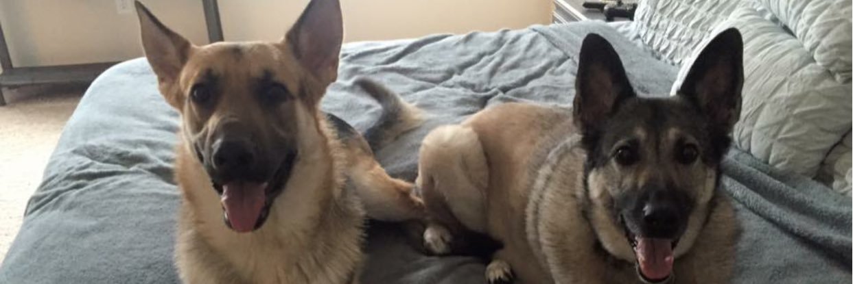 stephasourusrex's profile banner image