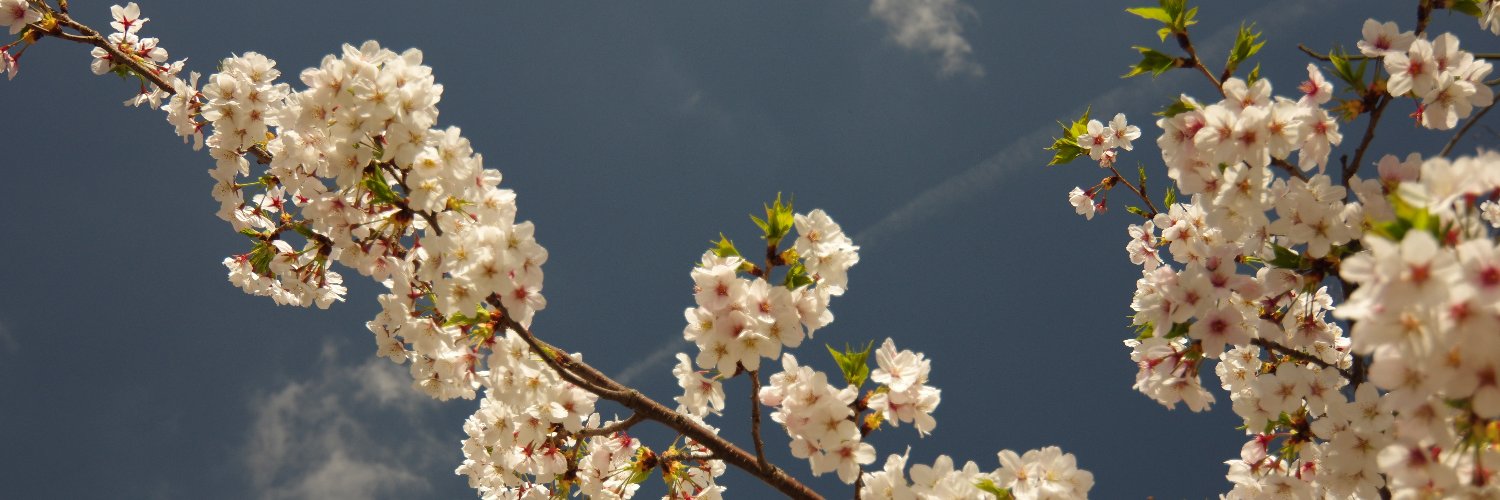 sakura_134's profile banner image