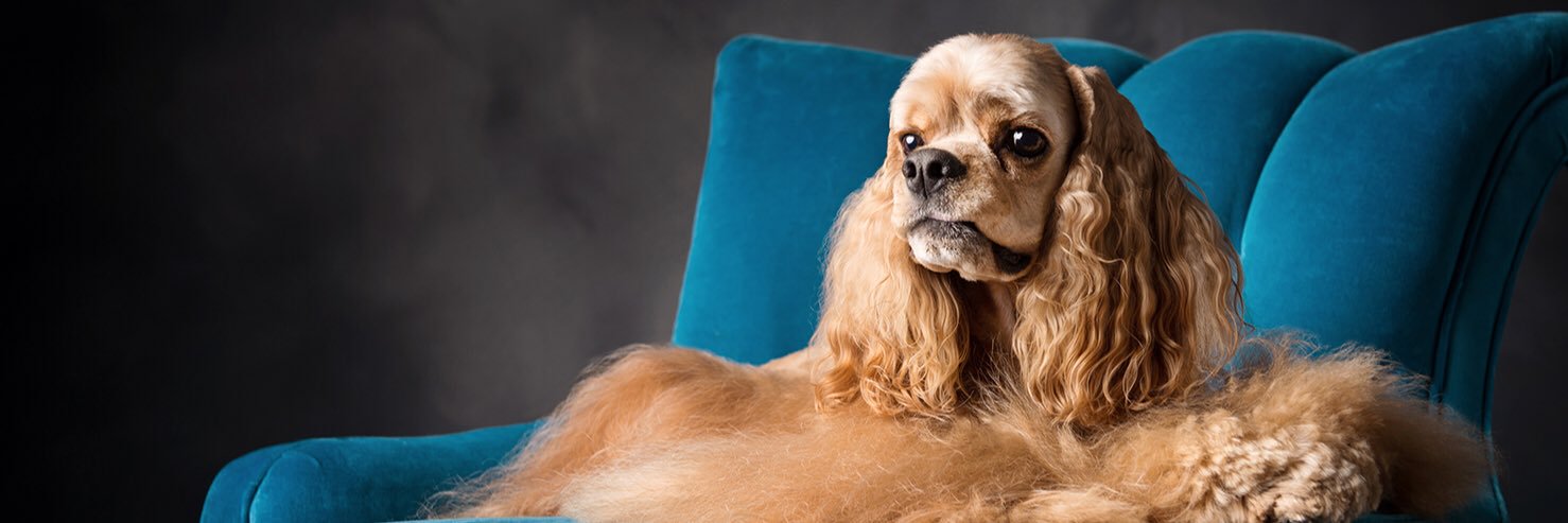 GoodCitizenDog's profile banner image