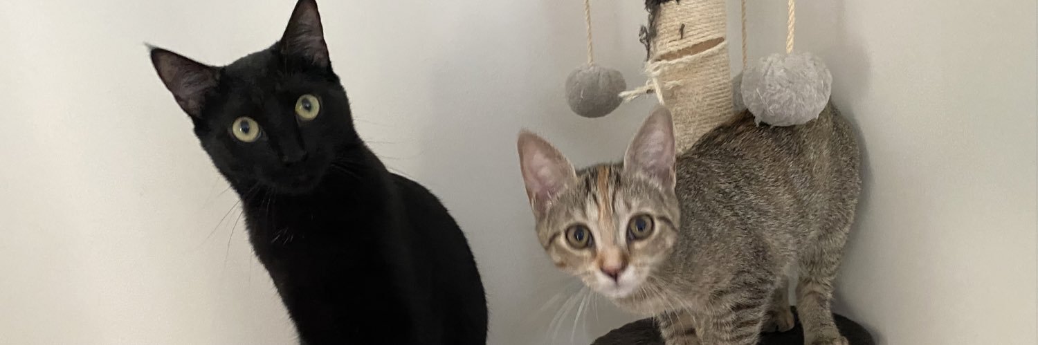 Clea_Mrozinski's profile banner image