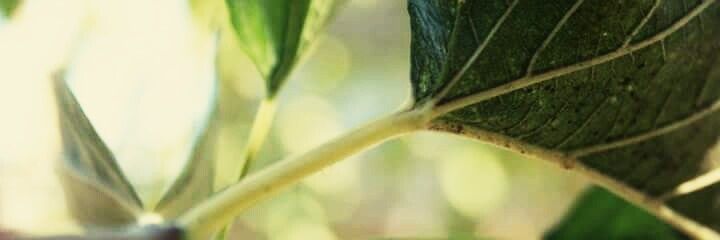 marianaverap's profile banner image