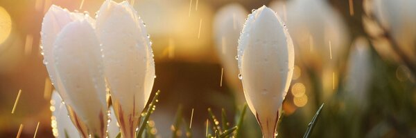 TheLivingBudget Profile Banner