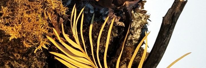 ShinyRed_Ferret's profile banner image