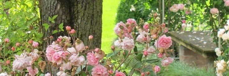 kai ❤️‍🩹 | mingyu freebies 📌 banner