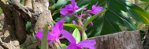 acua_ada Profile Banner