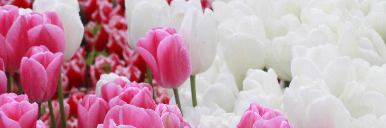 somayya_'s profile banner image