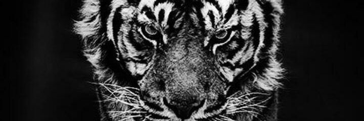 ekyarsyah's profile banner image