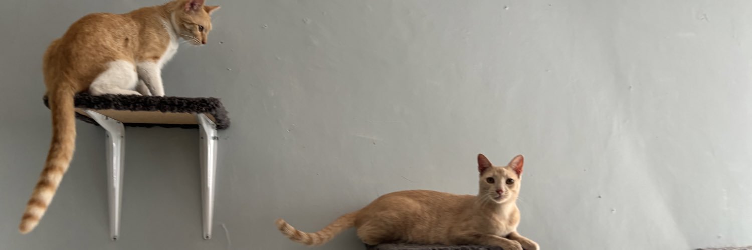 Red Pro Gato Guadalajara banner