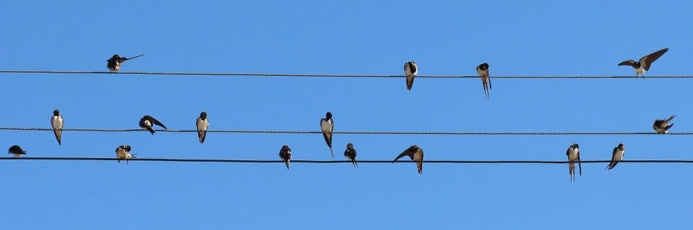 scatterbrain radio podcast network banner