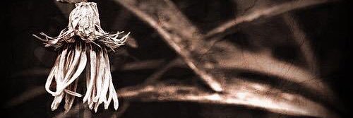 pg_i_w's profile banner image