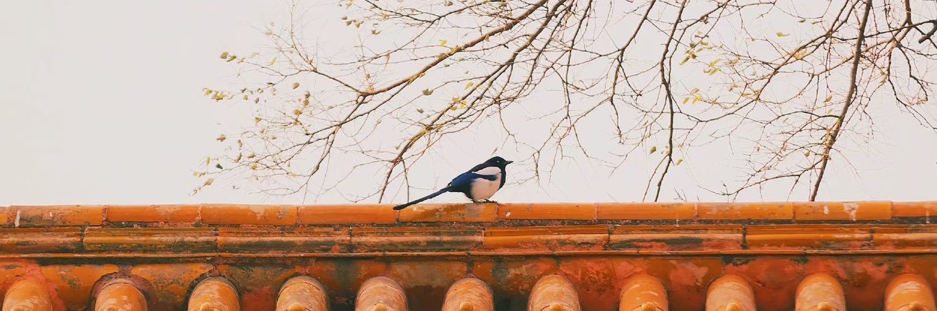 老法师🧙‍♂️📈 banner