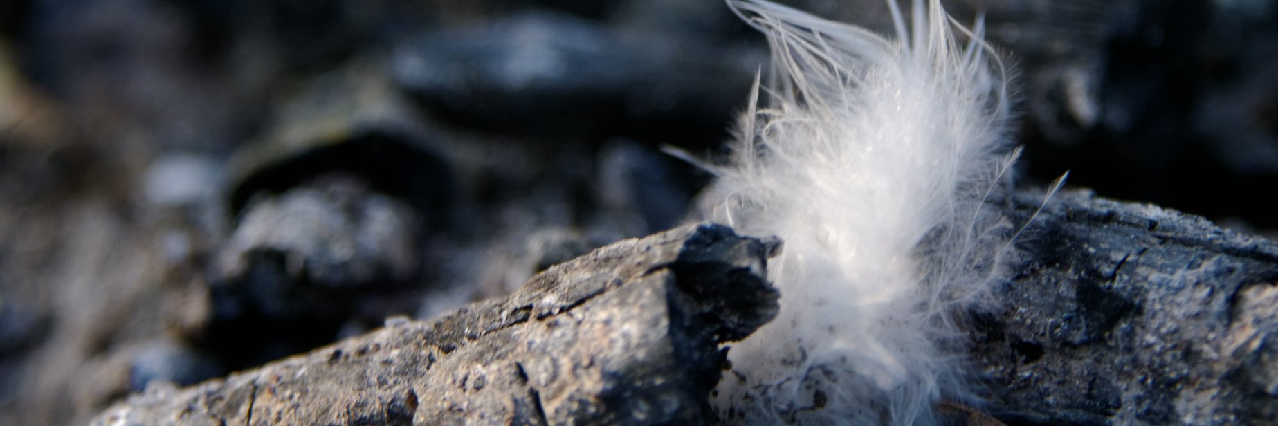 @loar@witter.cz 🦣 banner