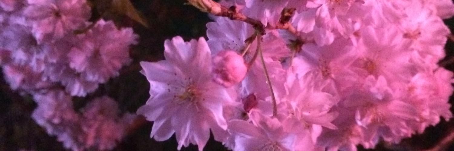 emiko0209's profile banner image