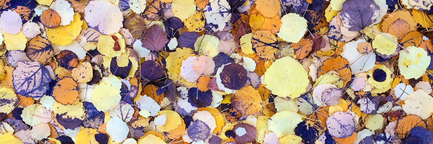 Stevia Wonder World banner