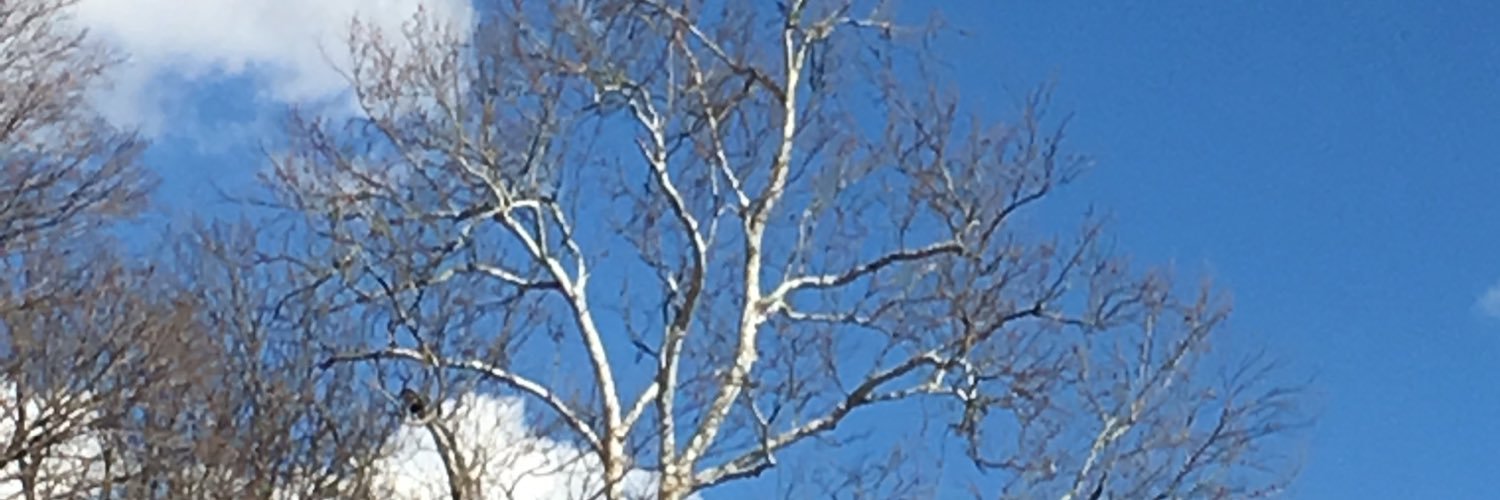 ReneeKientz1's profile banner image