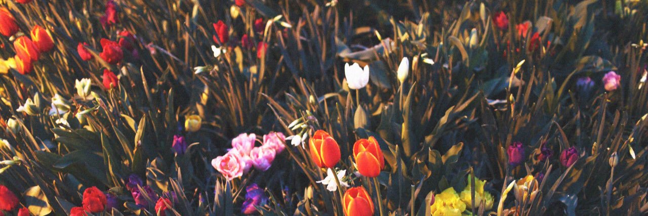 agneslovisa's profile banner image