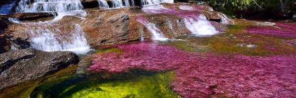MaraCatali Profile Banner