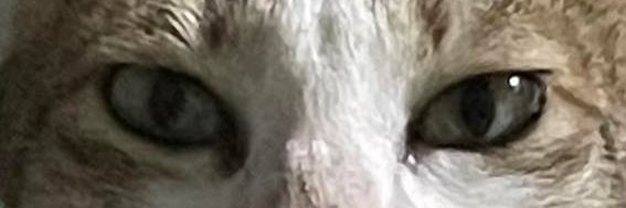 acekypee's profile banner image