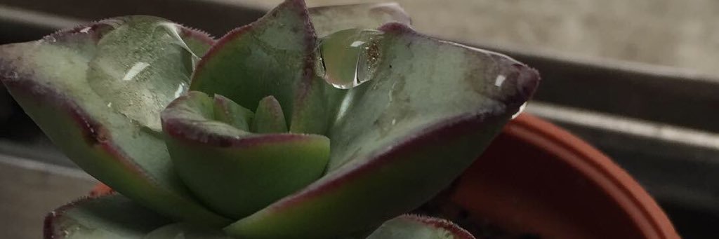 mitziferc's profile banner image