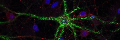 Ashleigh Goodenough banner