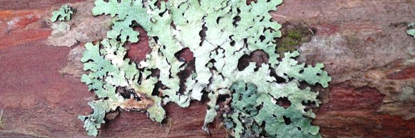 LydiaHeasley Profile Banner