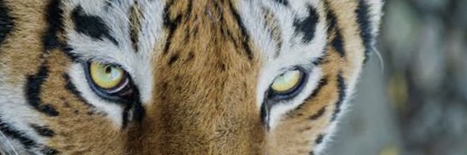 CSZ25's profile banner image