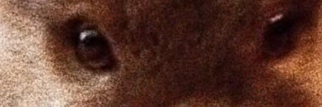 HairryOtterCub banner