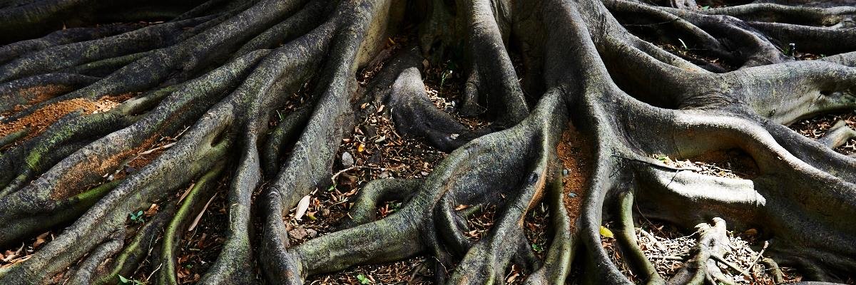 Maonghe's profile banner image