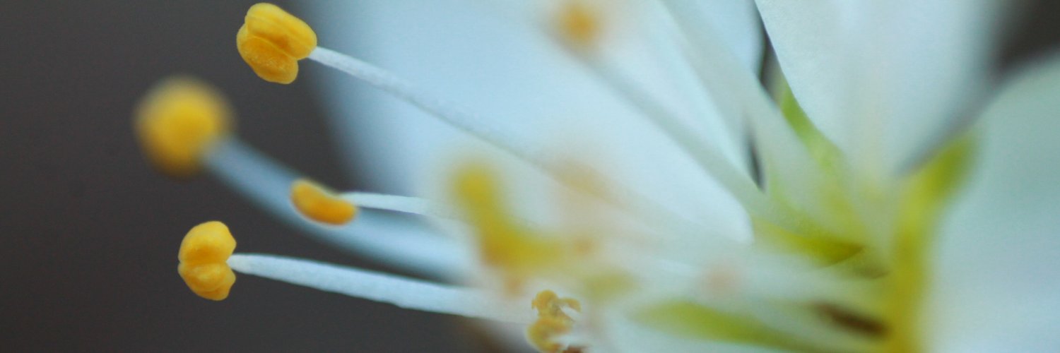 ShartonAnn's profile banner image