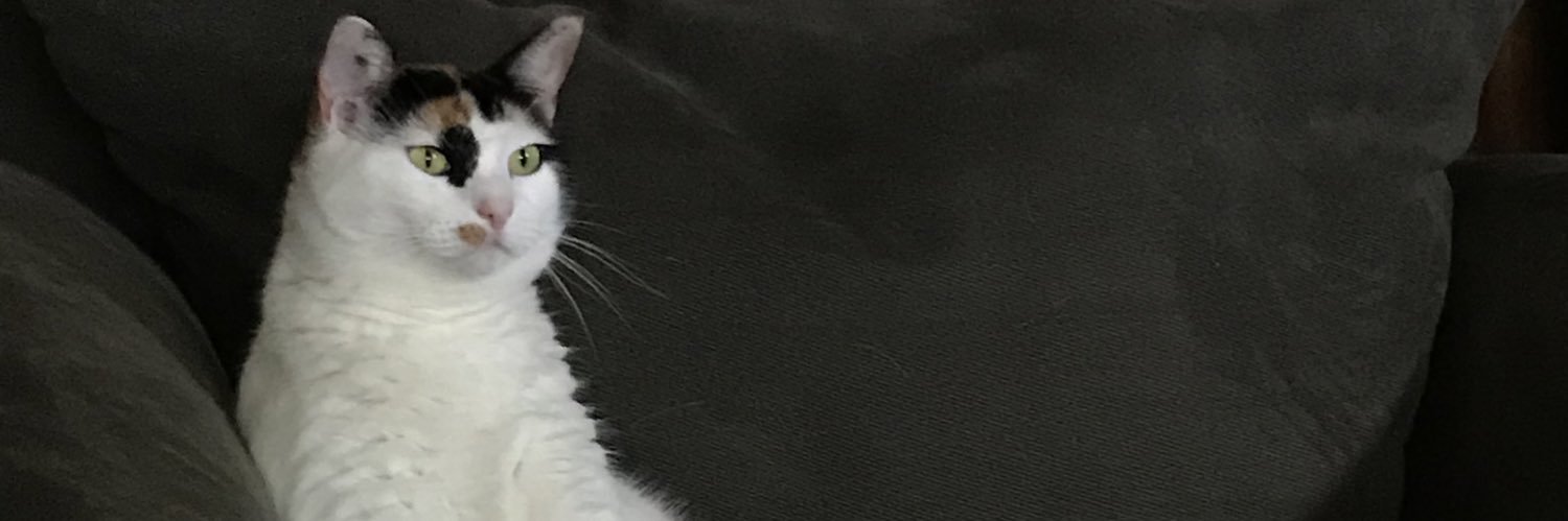bellestew02's profile banner image
