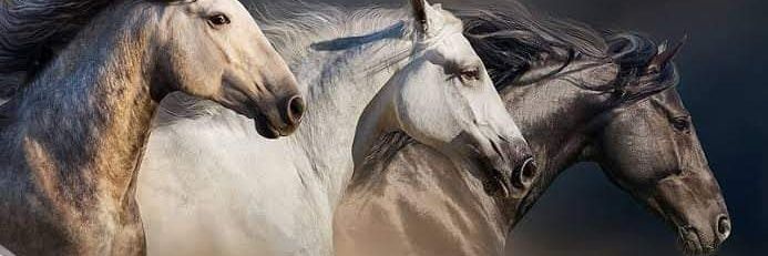 Mohammed.M banner
