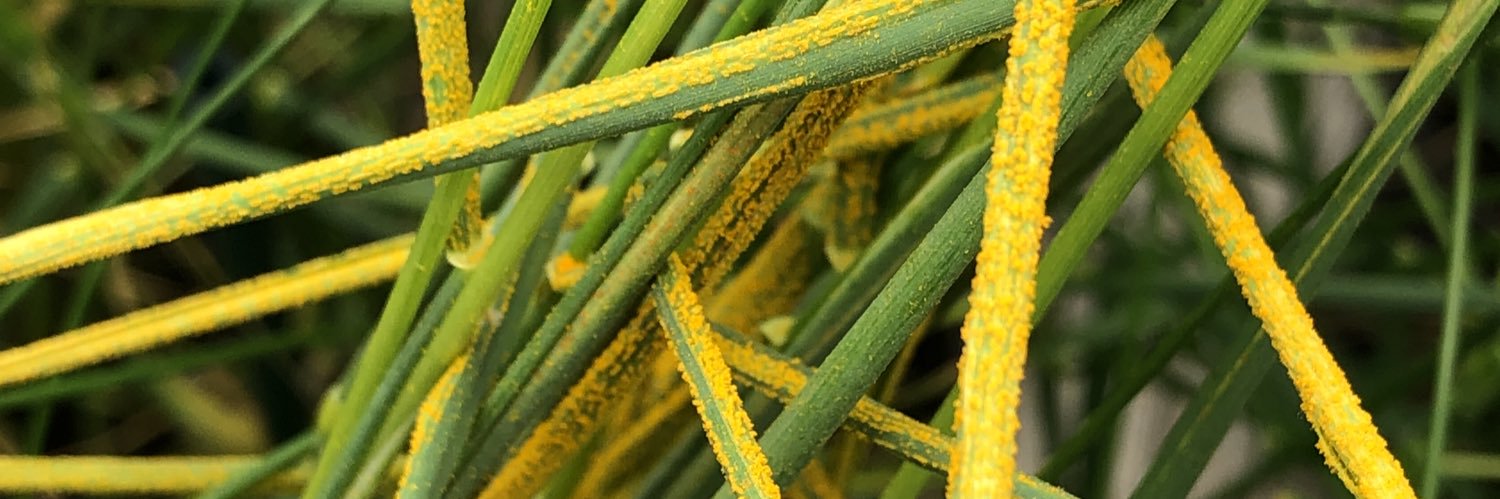 Canadian Journal of Plant Pathology banner