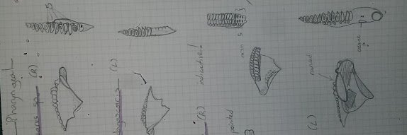 Rachel Kate Blevis banner