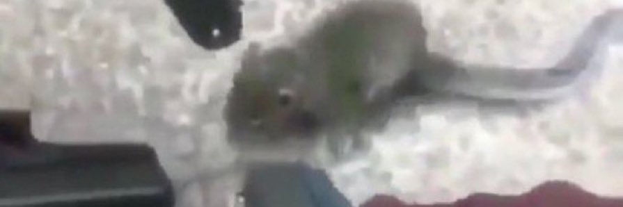 zoë banner