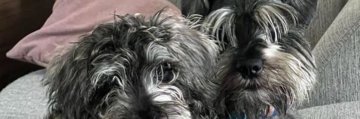 Grecism's profile banner image