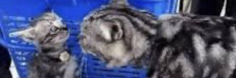 CheeseJonah's profile banner image