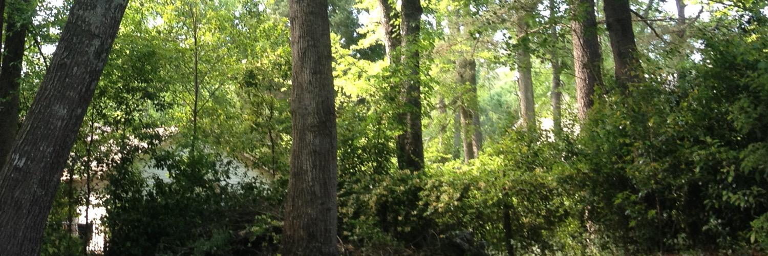 calliesonfire's profile banner image